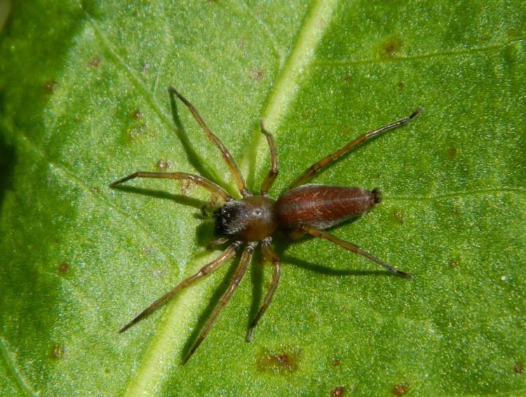 Clubiona sp.  Viadana (MN)